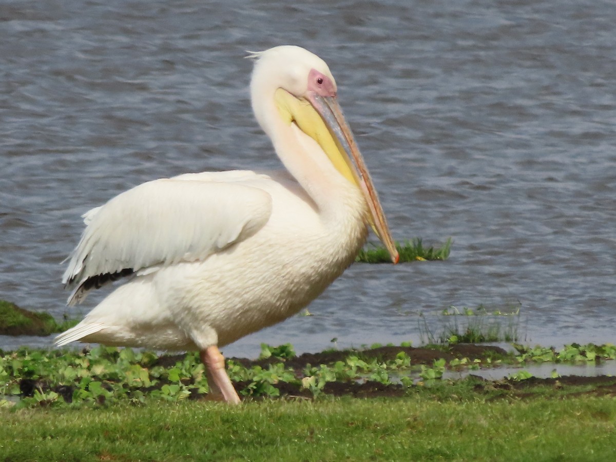 Great White Pelican - ML645203964