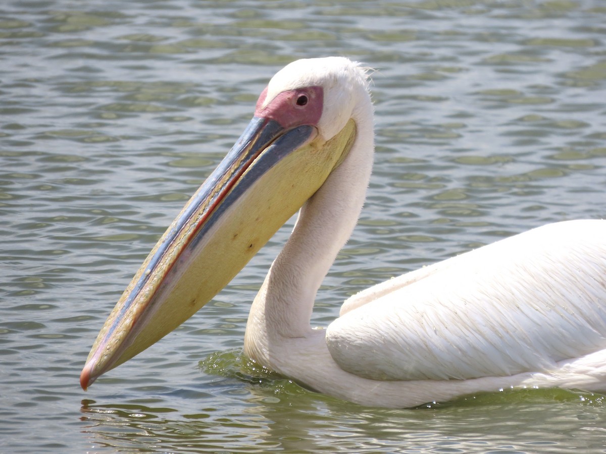 Great White Pelican - ML645203965