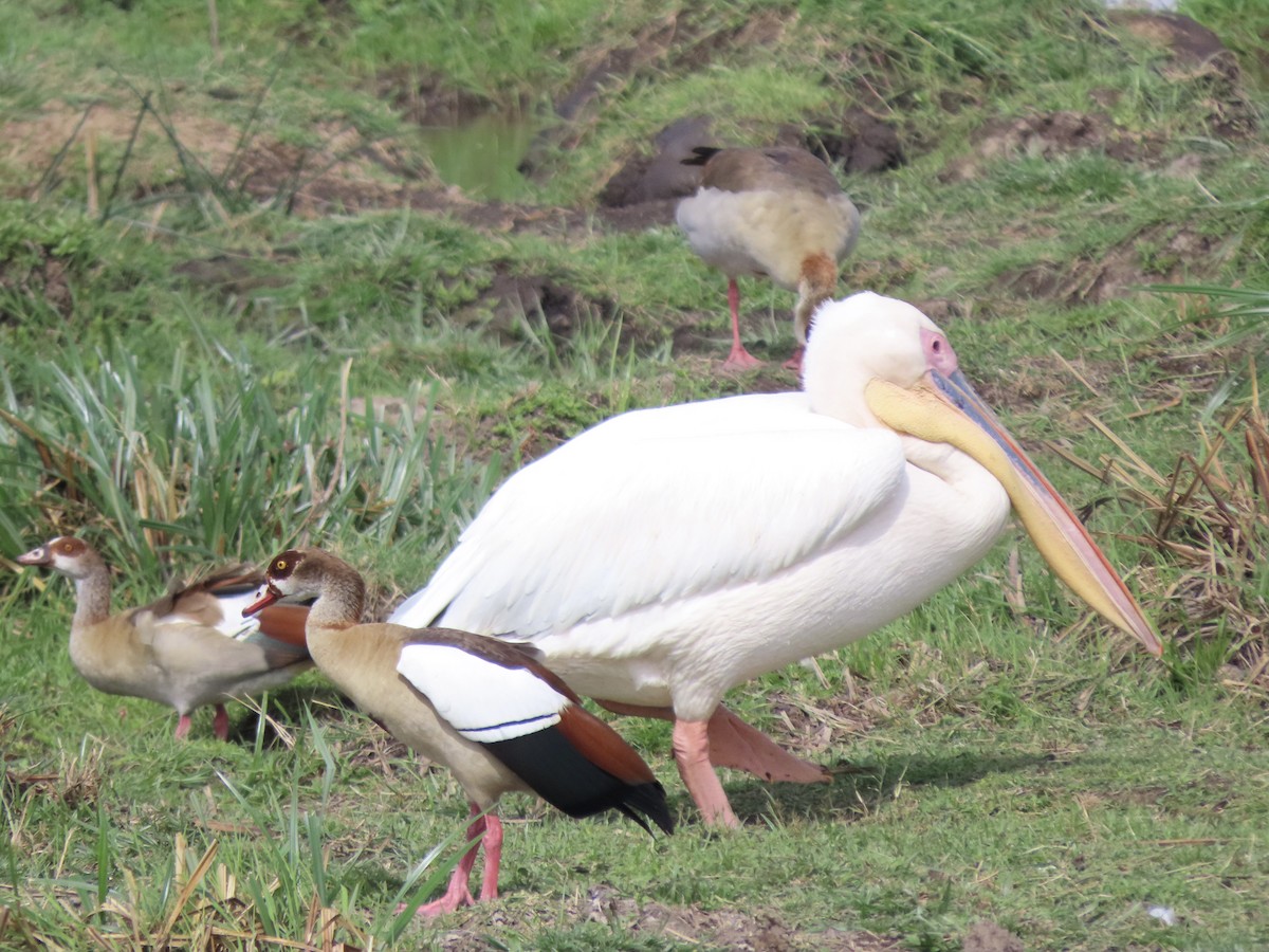 Great White Pelican - ML645203966