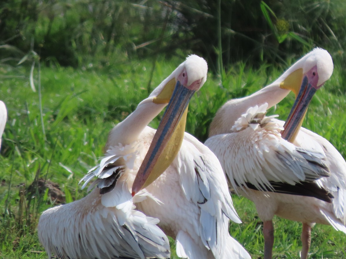 Great White Pelican - ML645203967