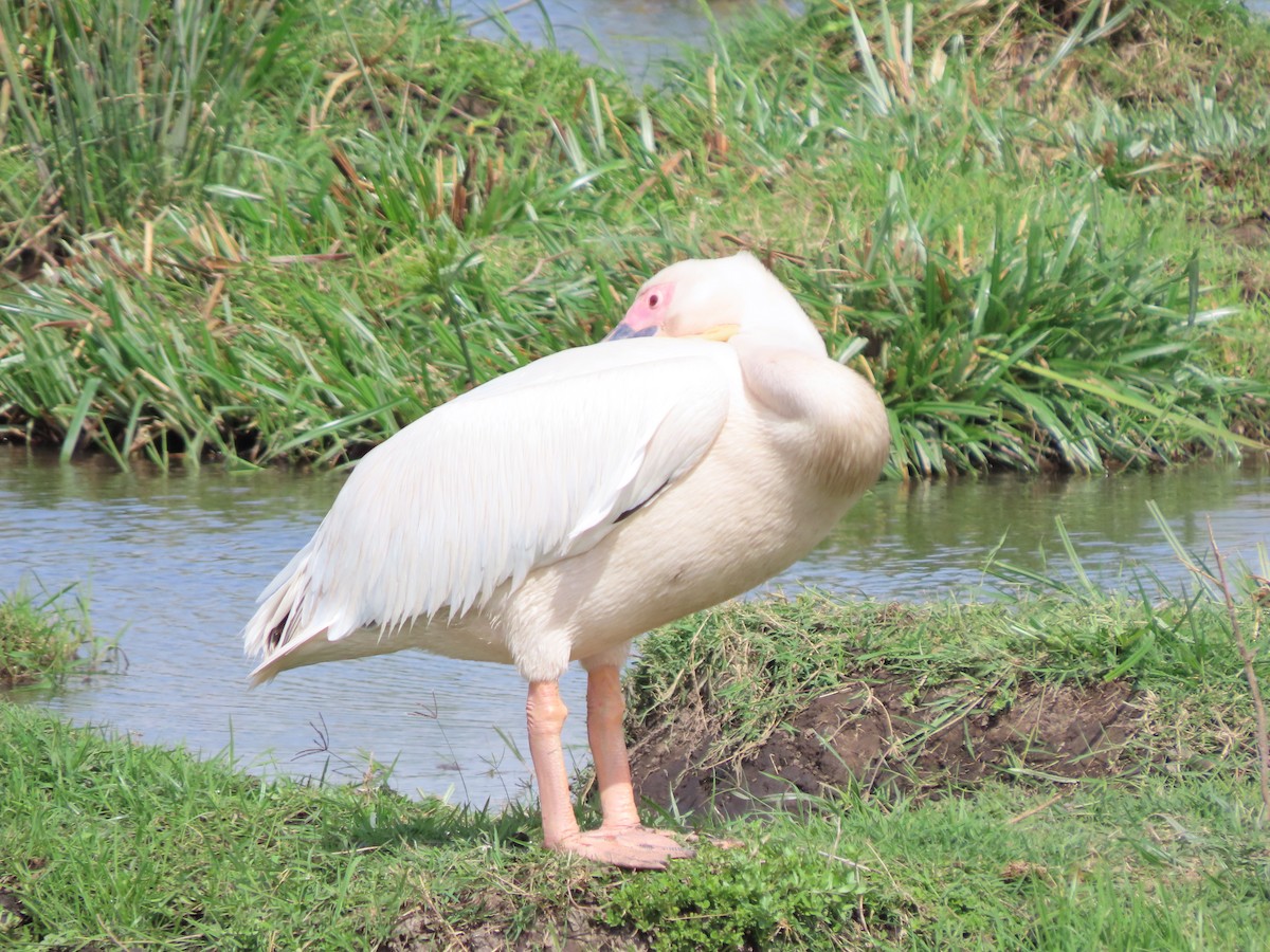 Great White Pelican - ML645203968