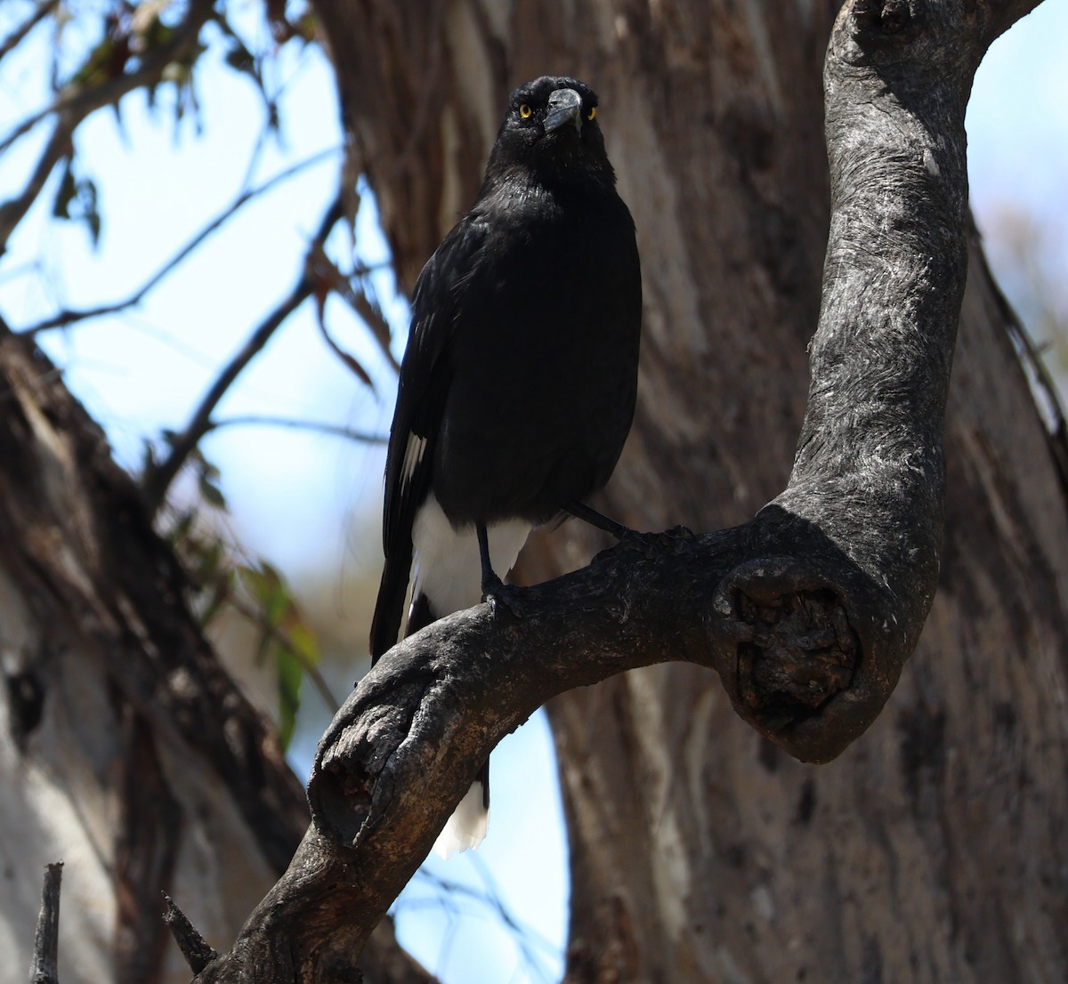 Pied Currawong - ML645203969