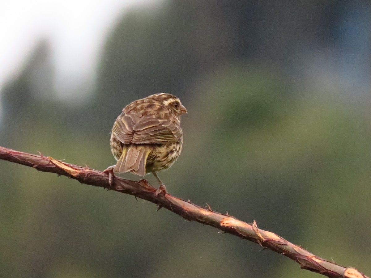 Streaky Seedeater - ML645203970