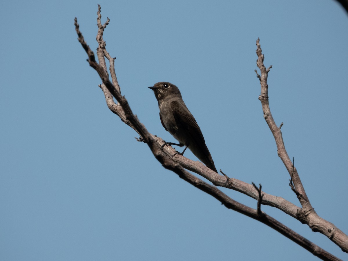 Dark-sided Flycatcher (Himalayan) - ML645203971
