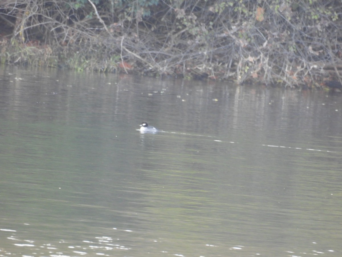 Bufflehead - ML645203974