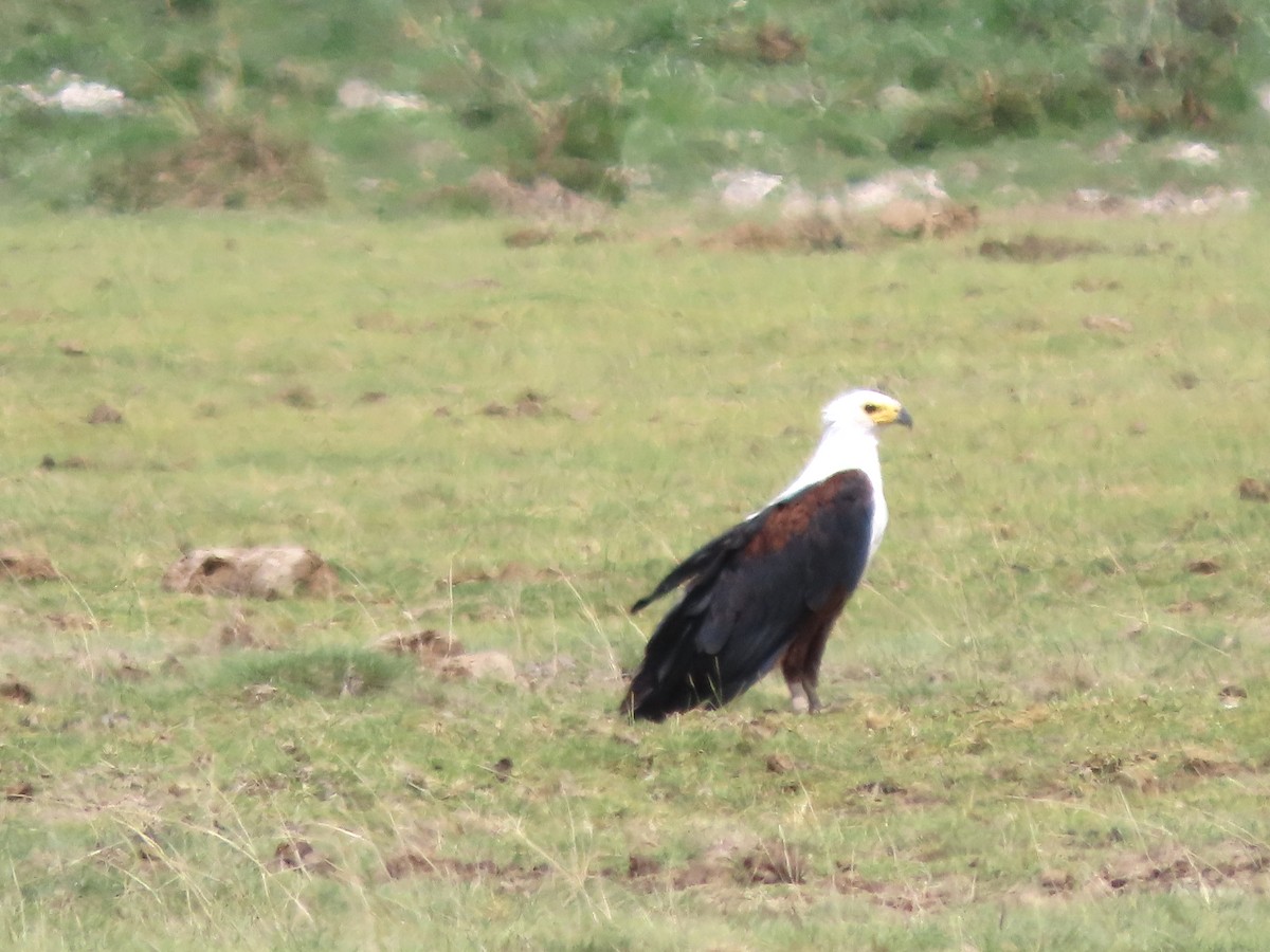 African Fish-Eagle - ML645203975