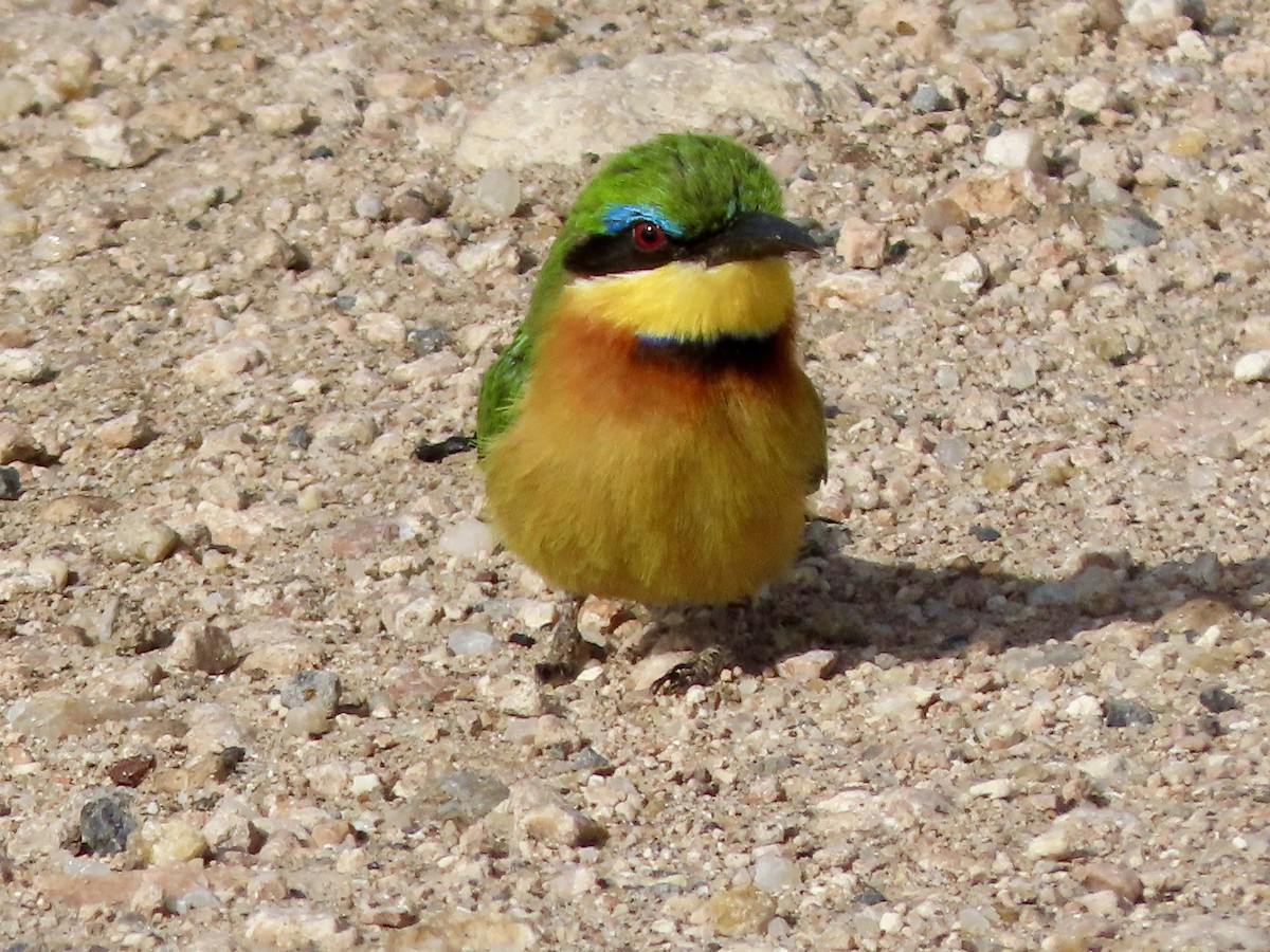 Little Bee-eater - ML645203977
