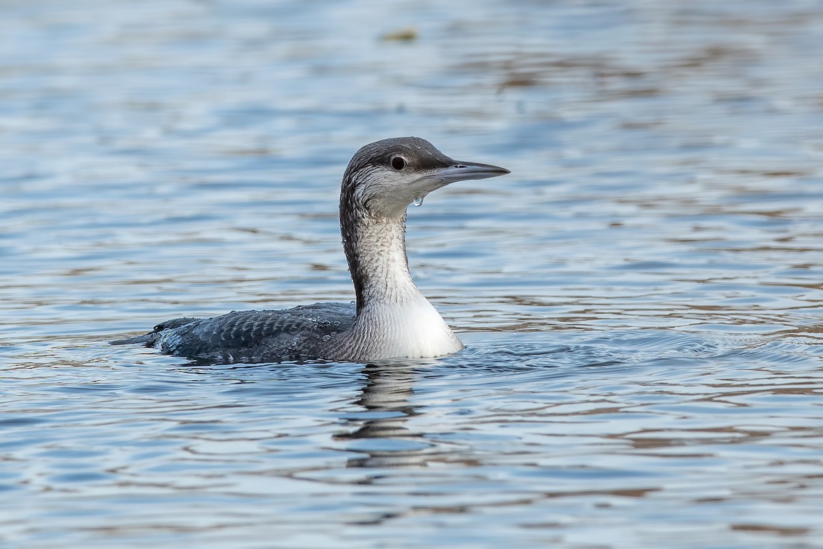 Arctic Loon - ML645203979