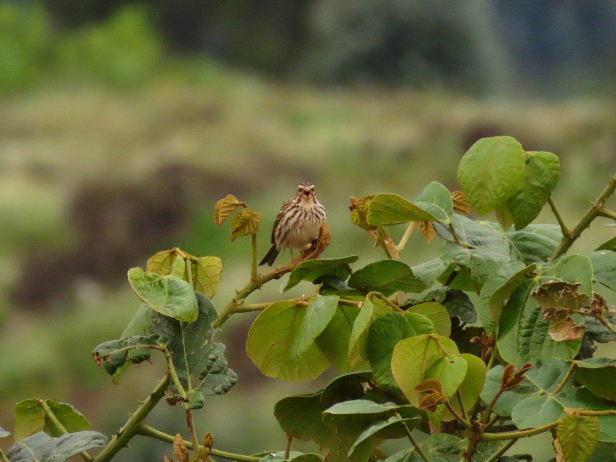 Streaky Seedeater - ML645203980