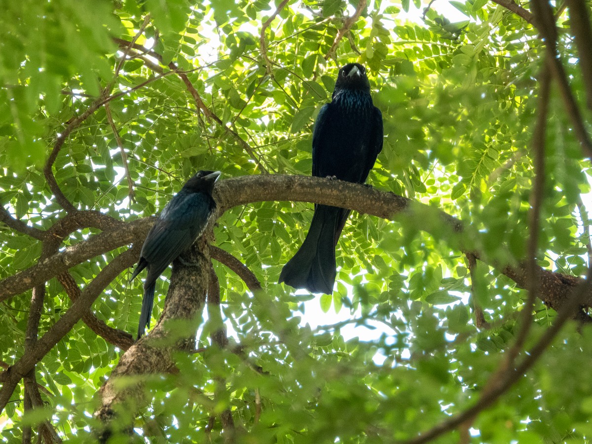 Crow-billed Drongo - ML645203981