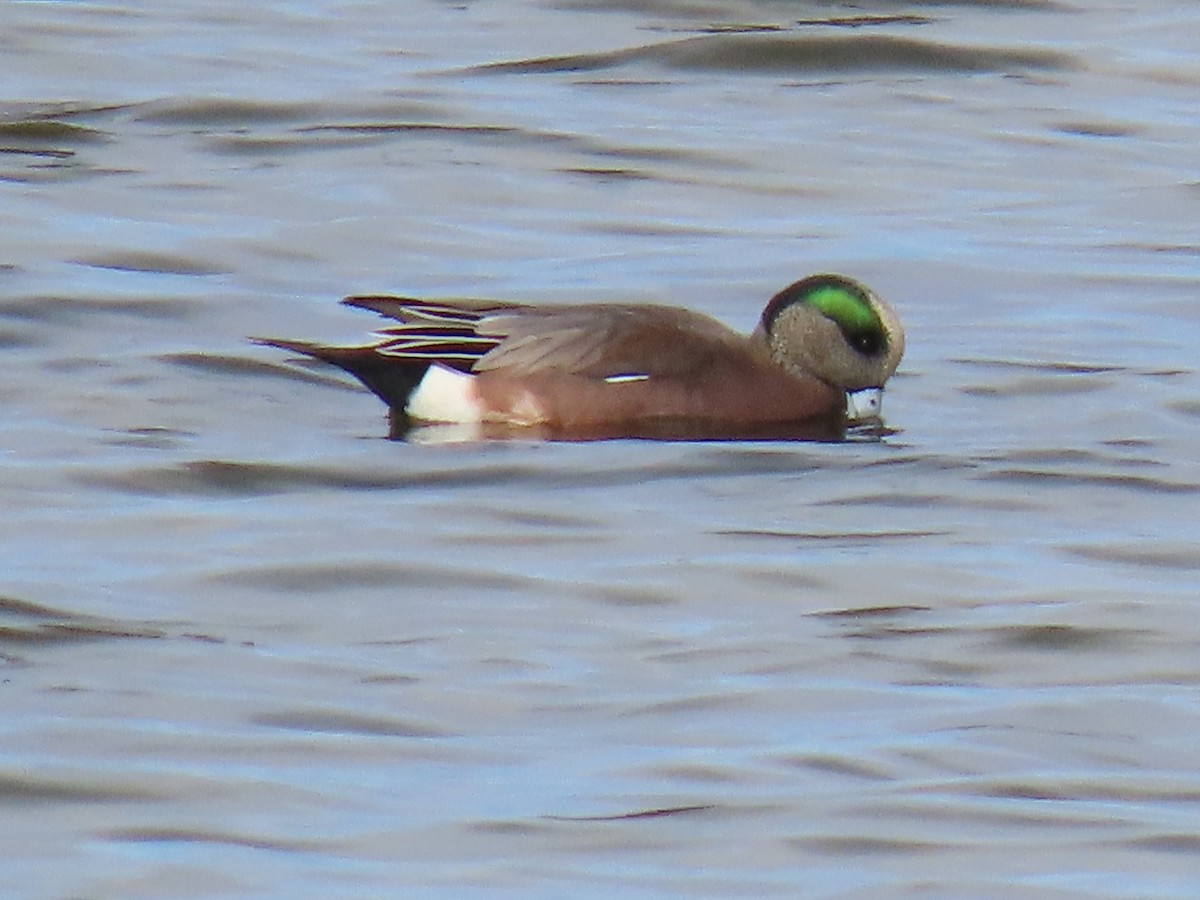 American Wigeon - ML645203982