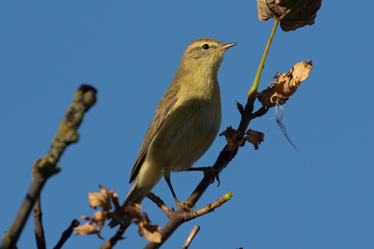 Willow Warbler - ML645203983