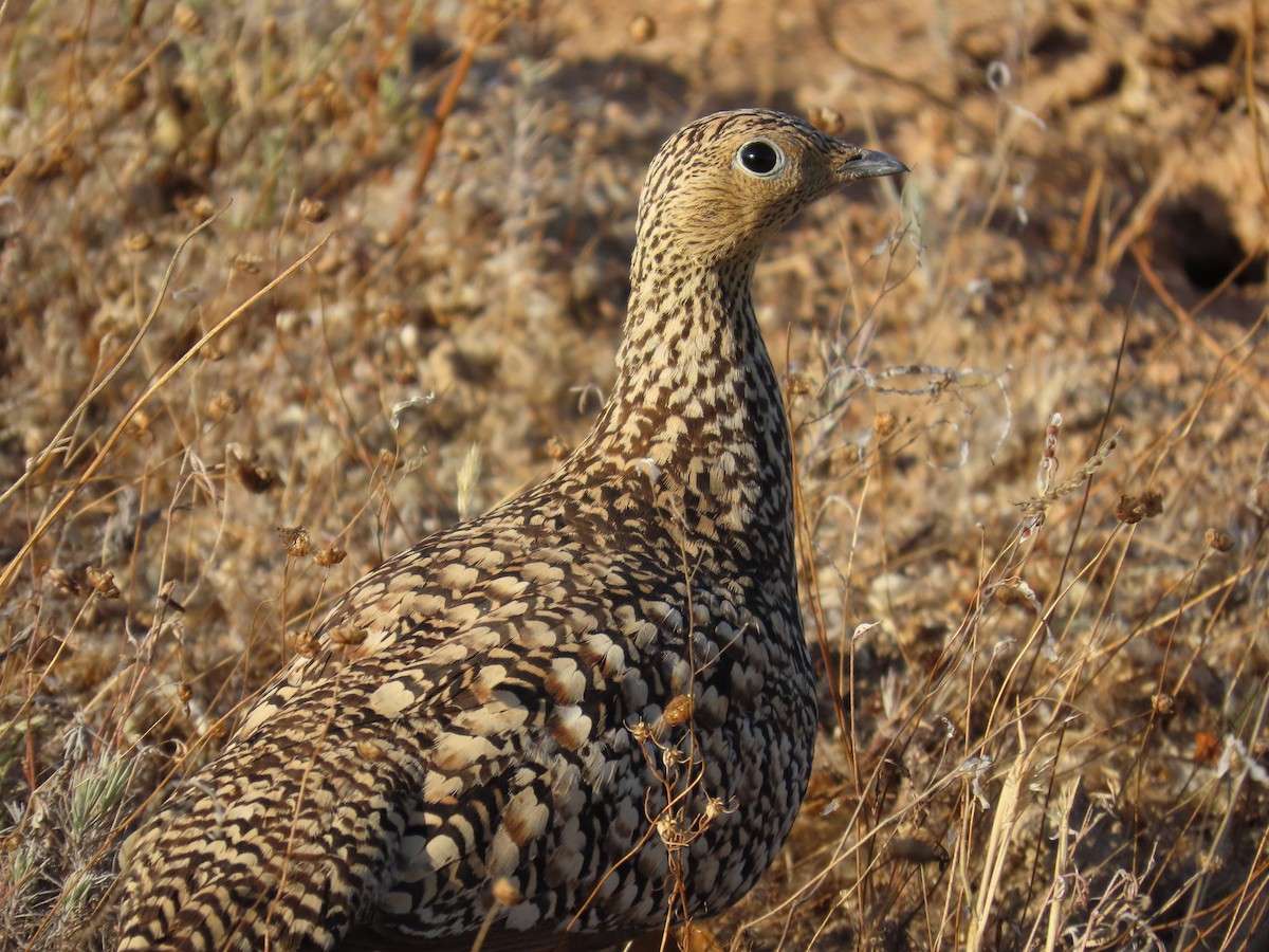 Namaqua Sandgrouse - ML645203984