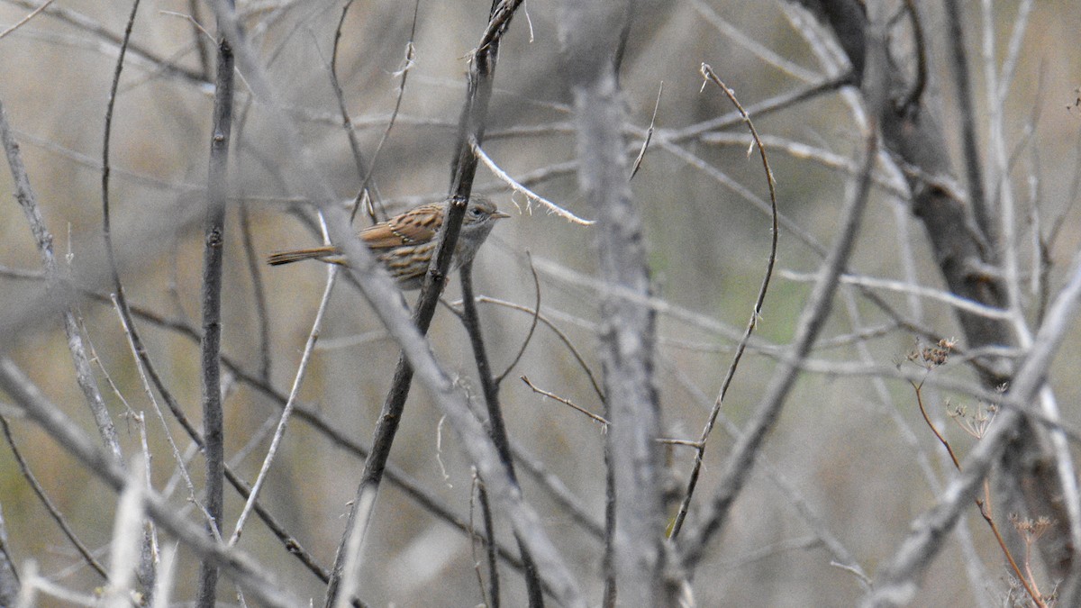 Dunnock - ML645203986