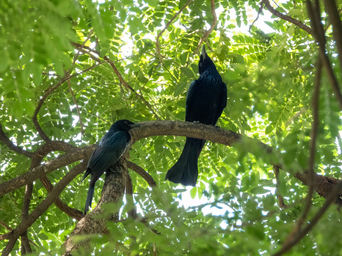 Hair-crested Drongo - ML645203987