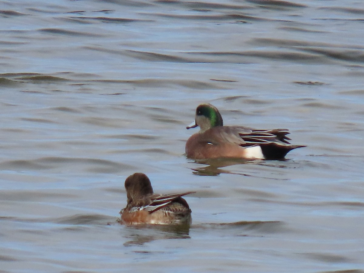 American Wigeon - ML645203989
