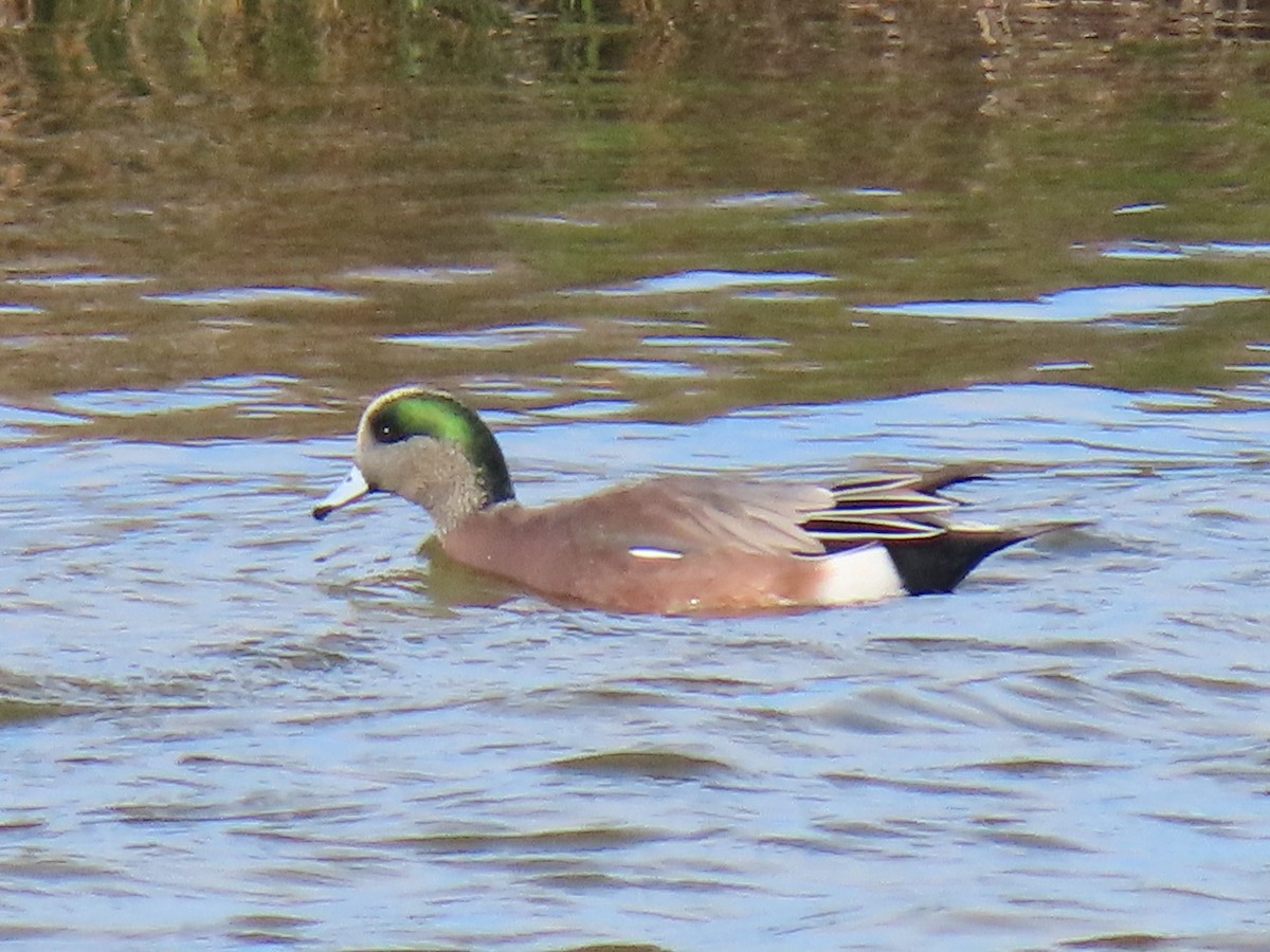 Свищ американський - ML645204007