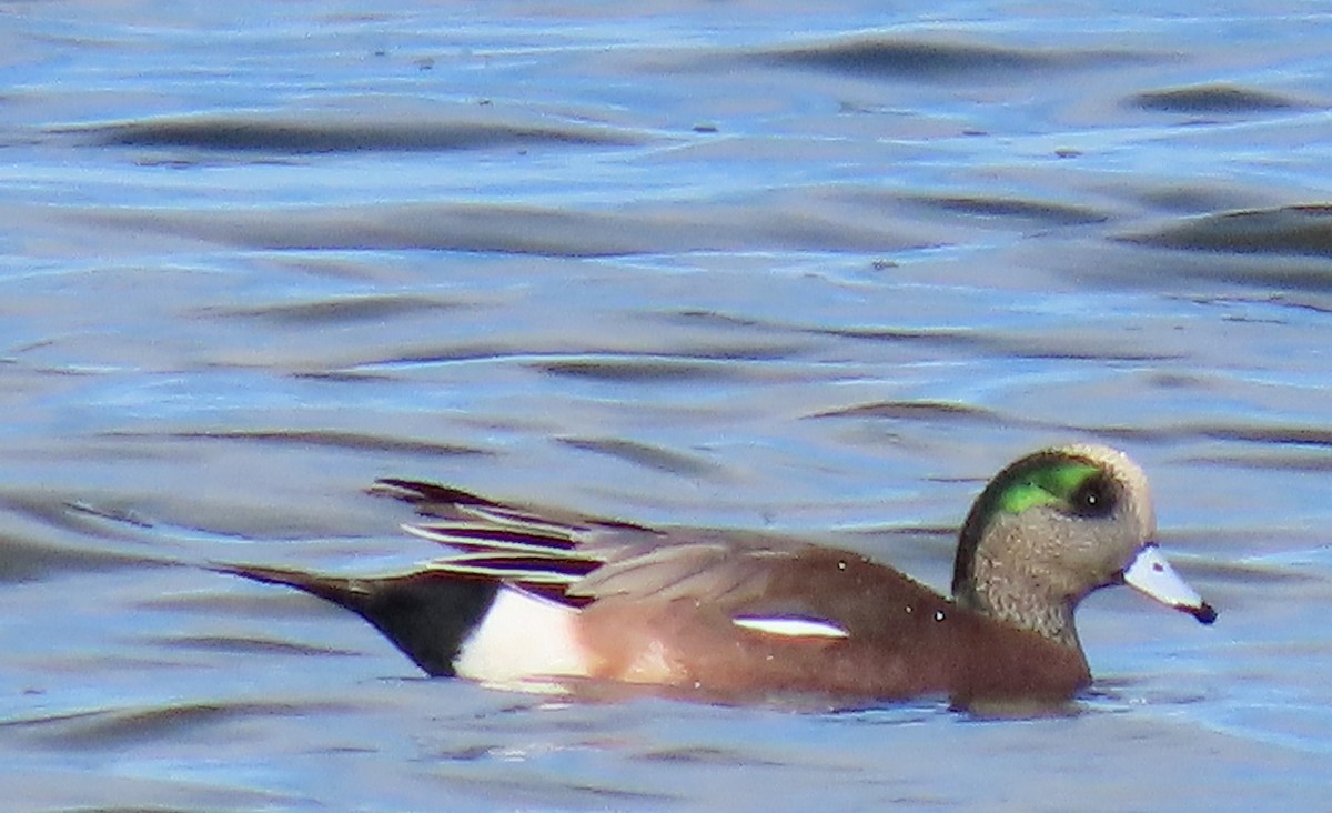 Свищ американський - ML645204009