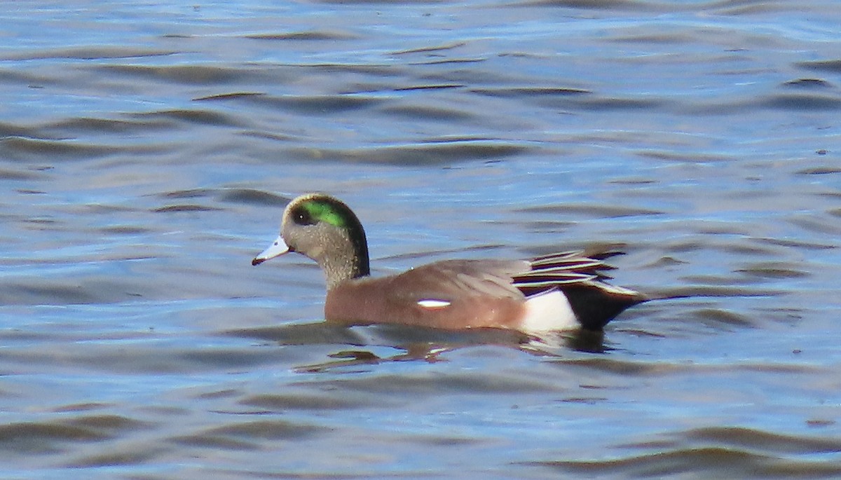 Свищ американський - ML645204014