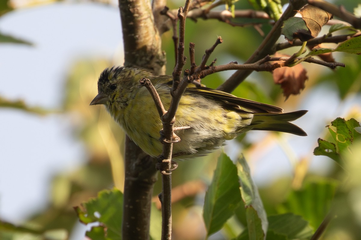 Eurasian Siskin - ML645204016