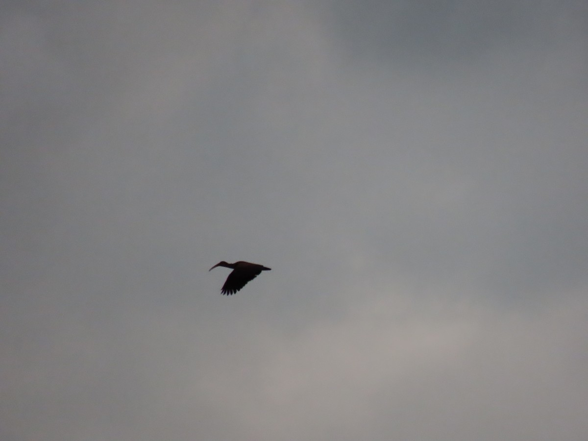 Hadada Ibis - ML645204033