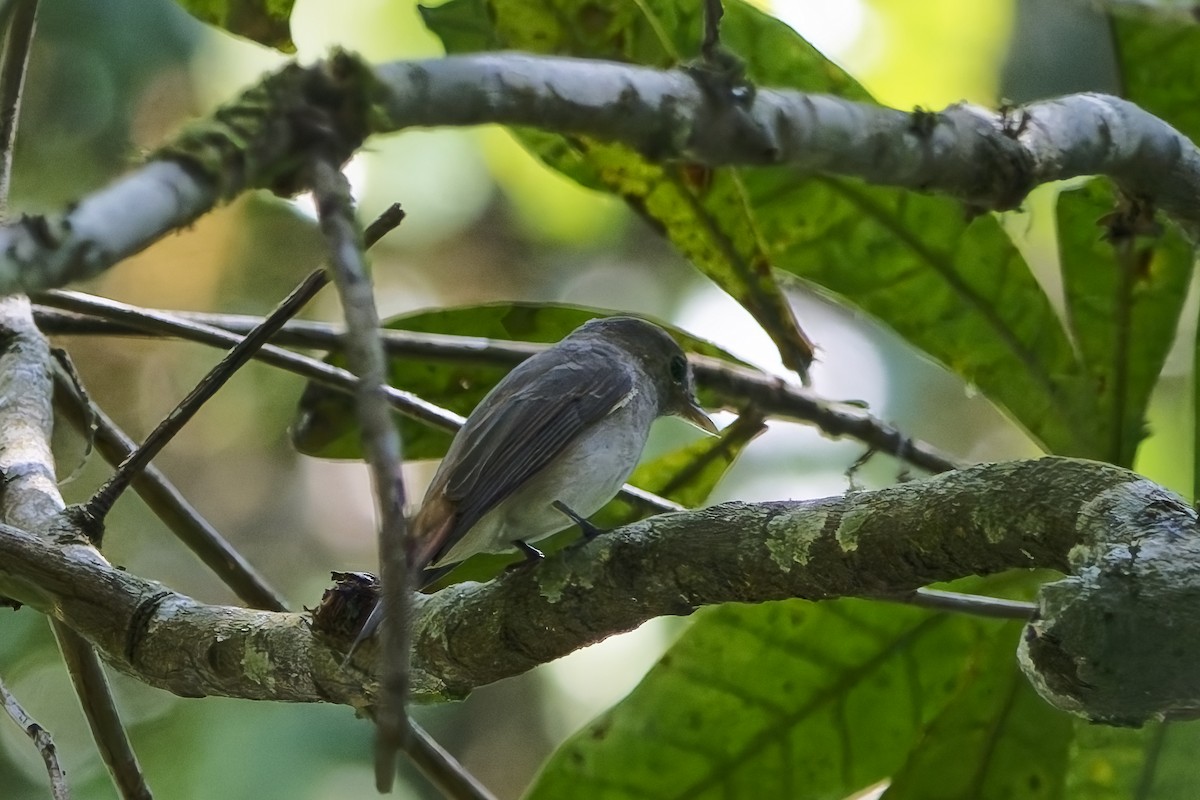 Рыжехвостая мухоловка - ML645204046