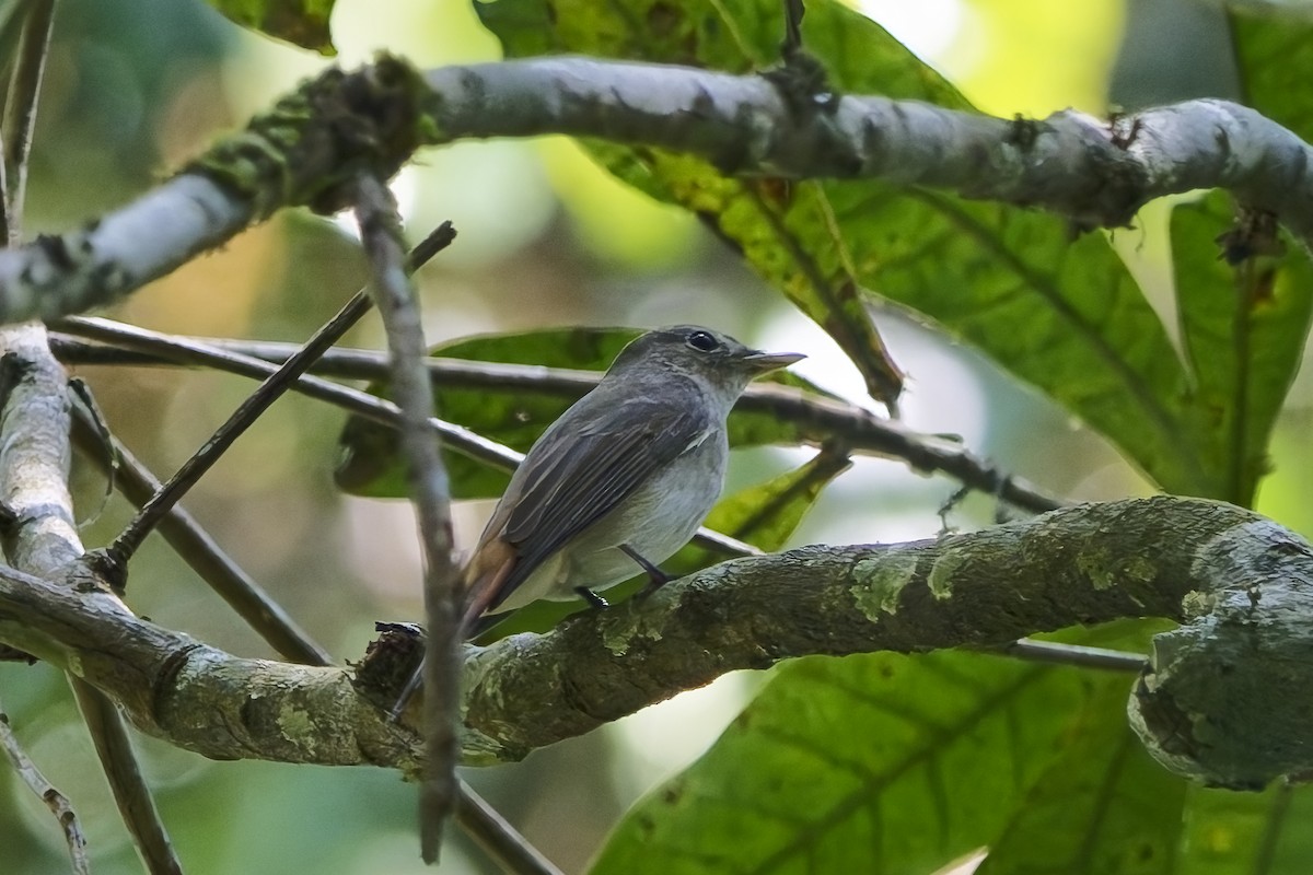 Рыжехвостая мухоловка - ML645204047