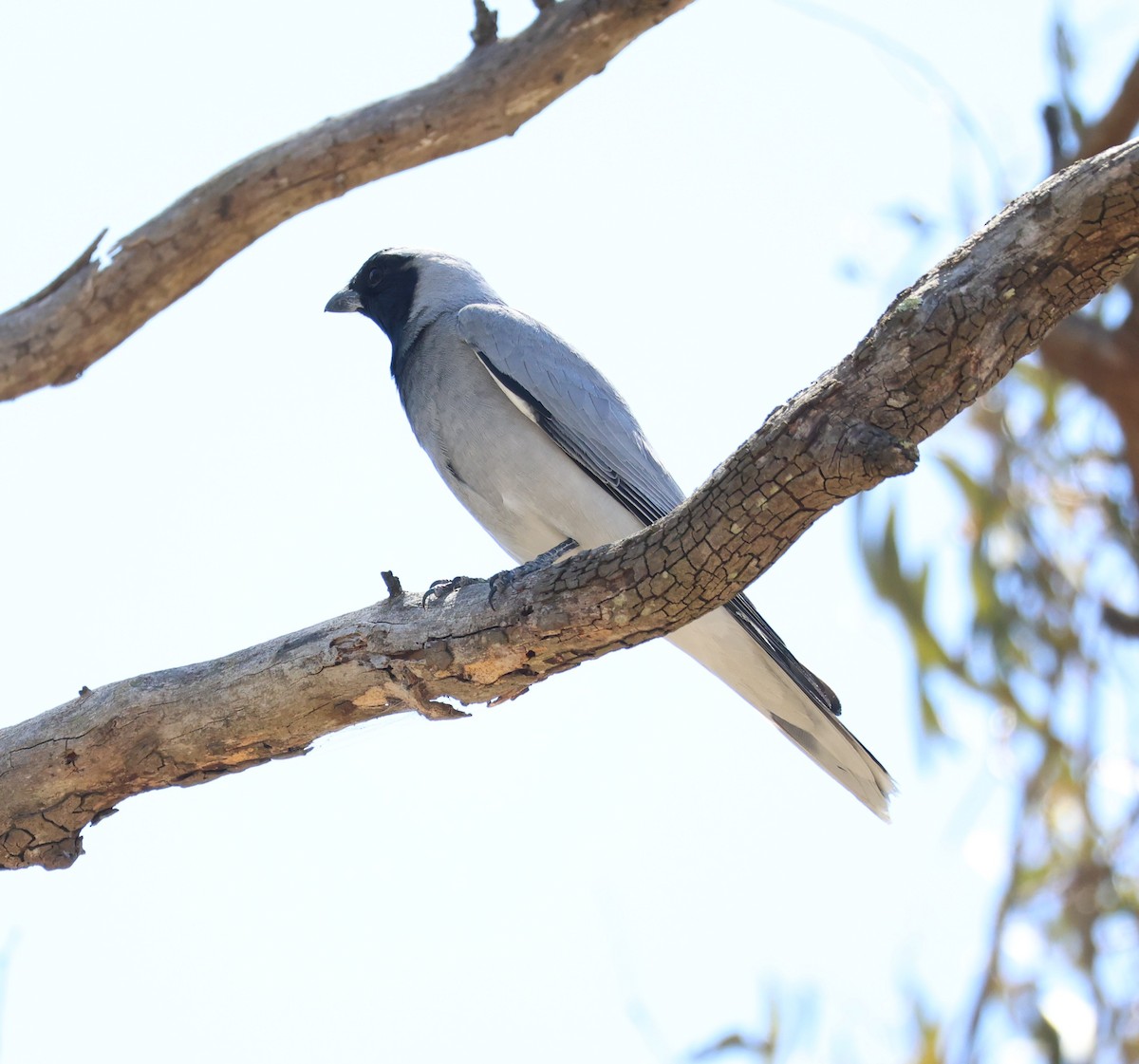 Black-faced Cuckooshrike - ML645204058