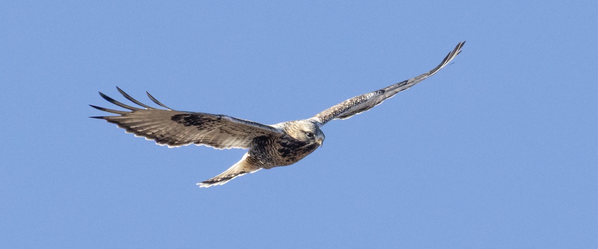 Тарлан сар - ML645204065