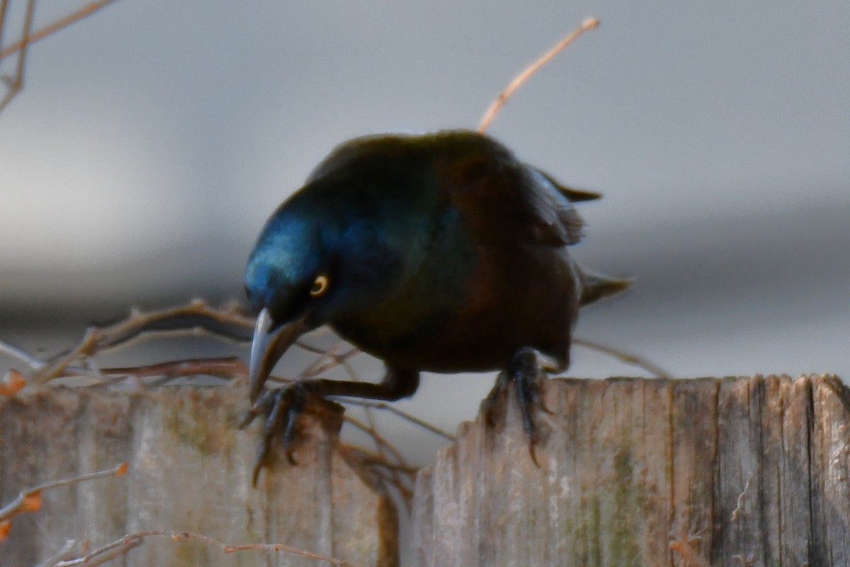 Common Grackle - ML645204113
