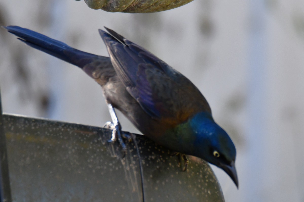 Common Grackle - ML645204114