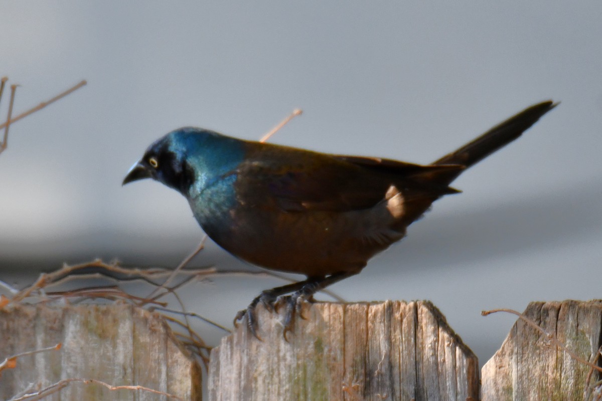 Common Grackle - ML645204115