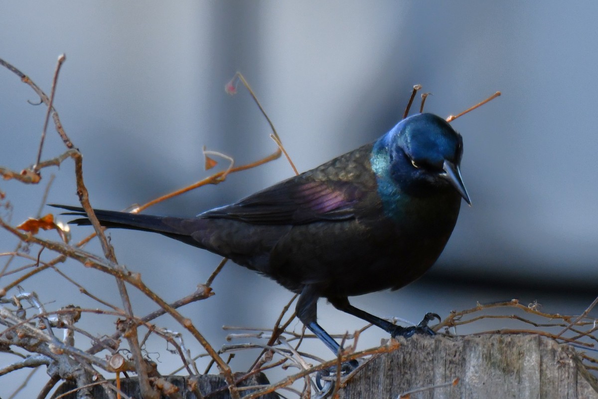 Common Grackle - ML645204116
