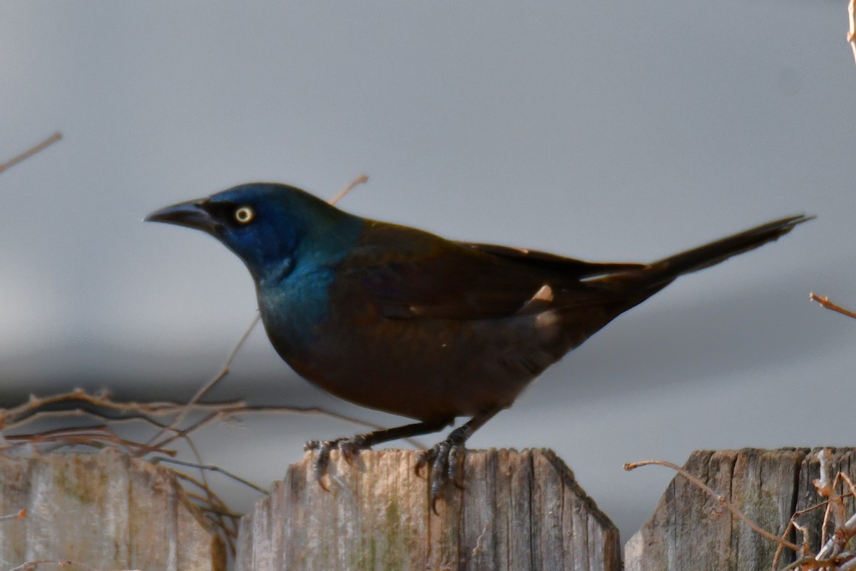 Common Grackle - ML645204117