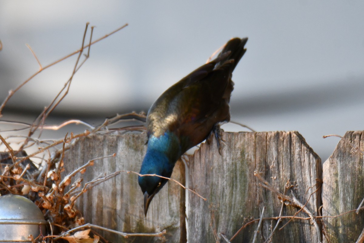 Common Grackle - ML645204118