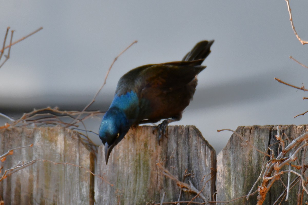 Common Grackle - ML645204119