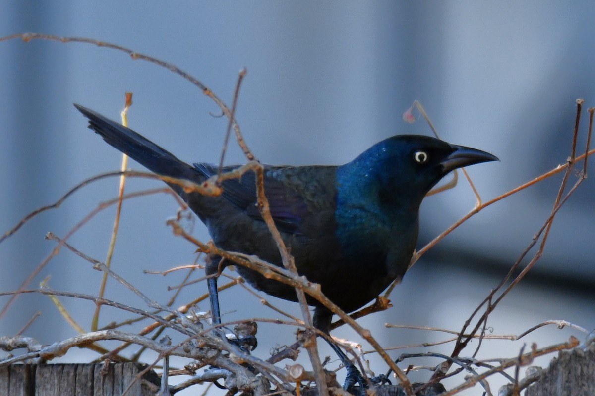 Common Grackle - ML645204120
