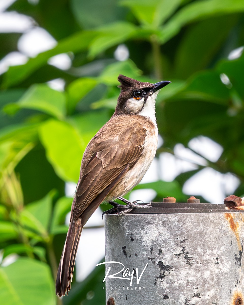 Red-whiskered Bulbul - ML645204138
