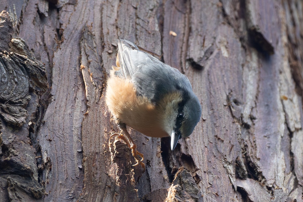 סיטה אירופית - ML645204149