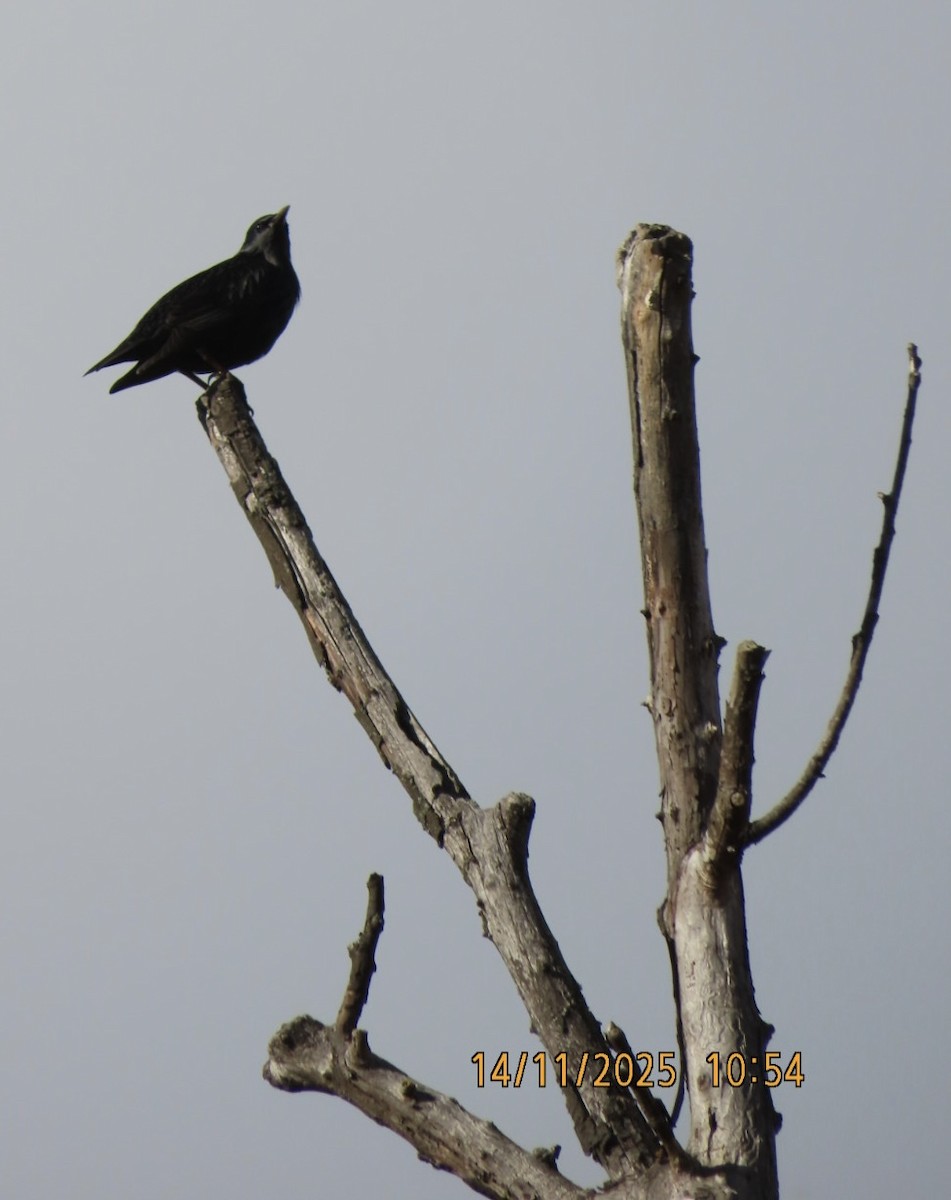 Einfarbstar - ML645204159