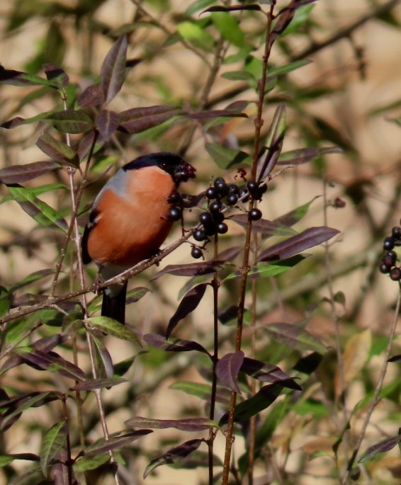 Eurasian Bullfinch - ML645204166