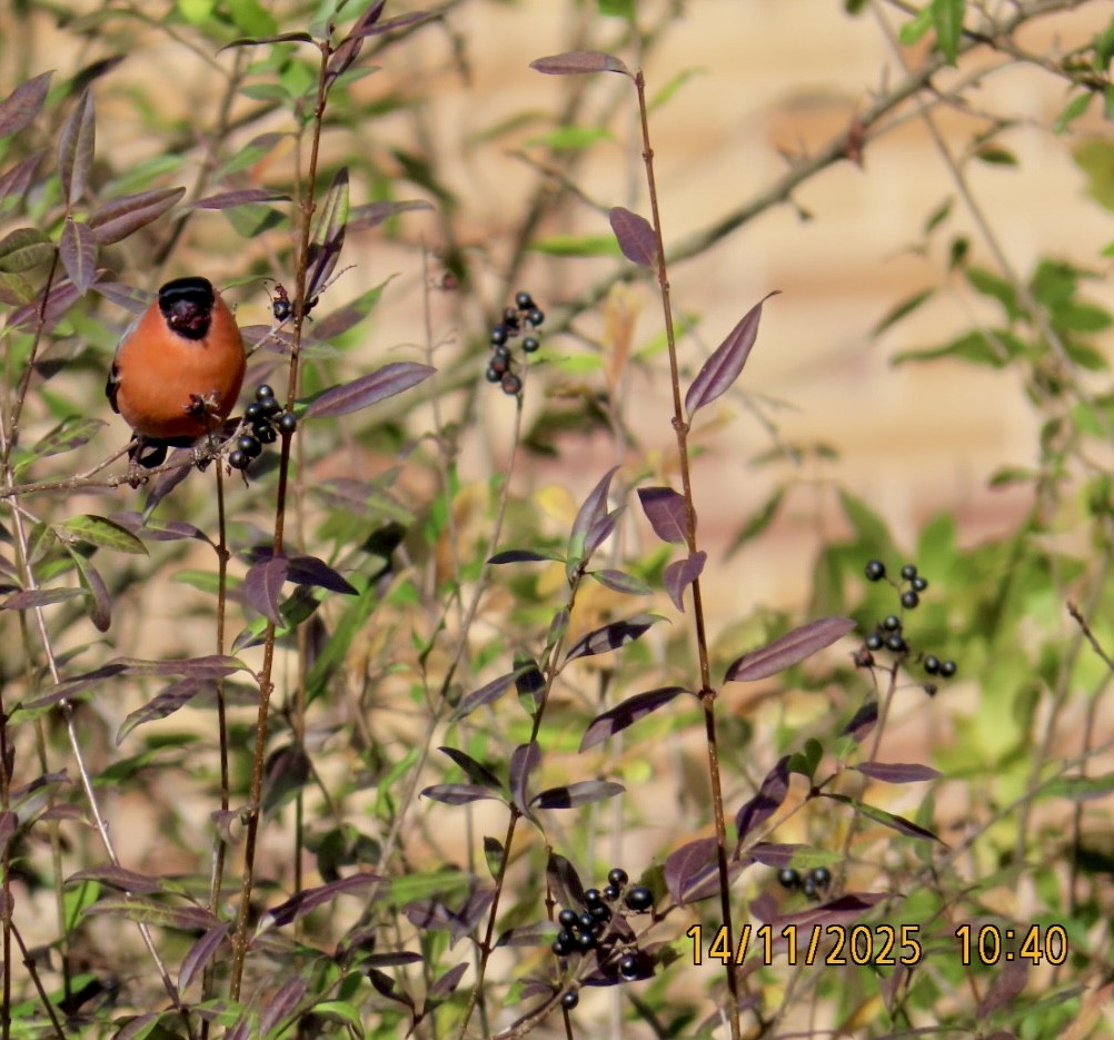 Eurasian Bullfinch - ML645204167