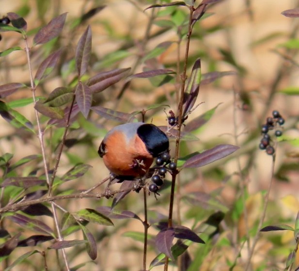 Eurasian Bullfinch - ML645204168
