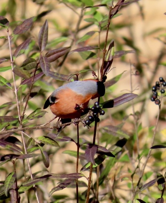 Eurasian Bullfinch - ML645204169