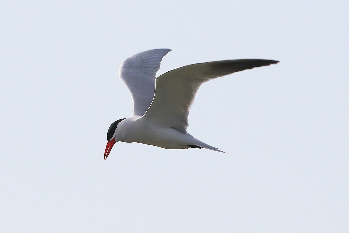 Hazar Sumrusu - ML645204200