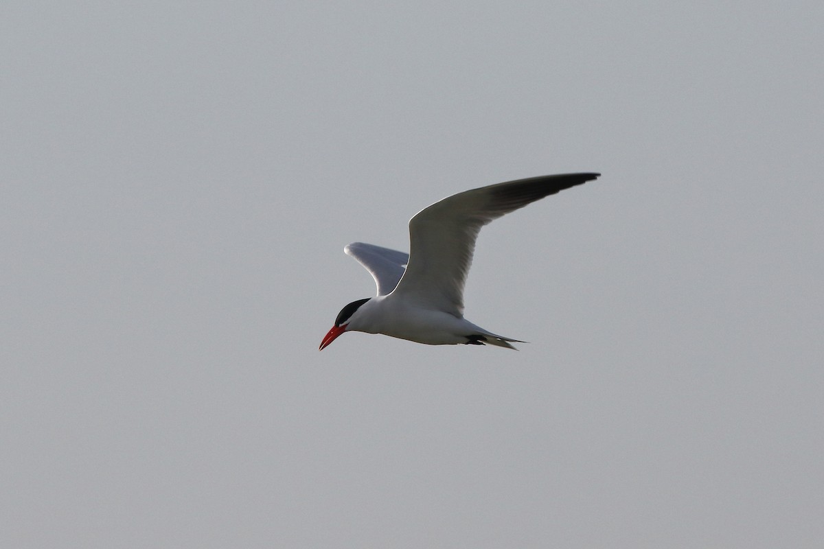 Hazar Sumrusu - ML645204201