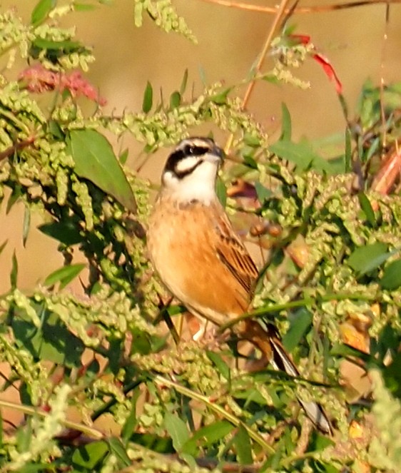 engspurv - ML645204251