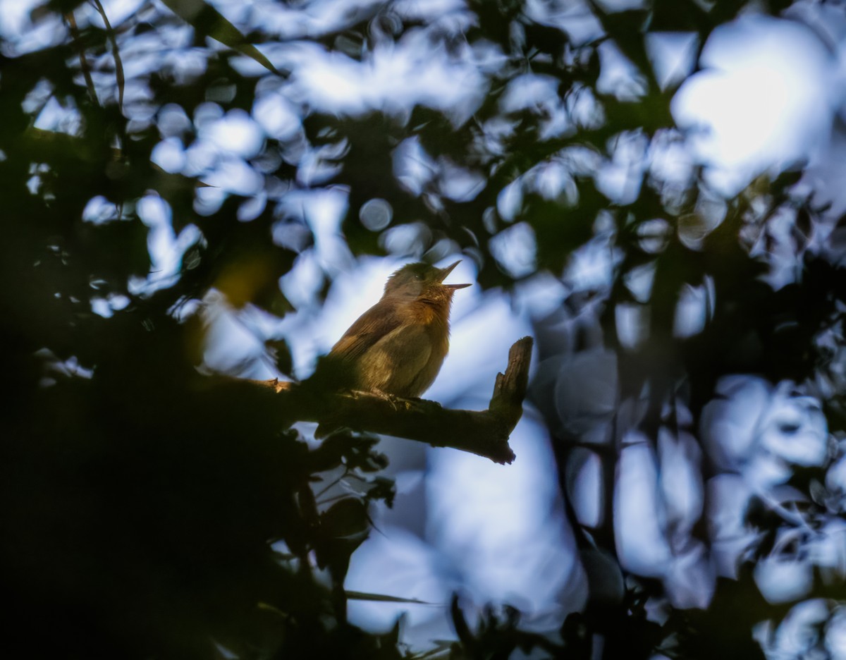 Blue-throated Flycatcher - ML645204252