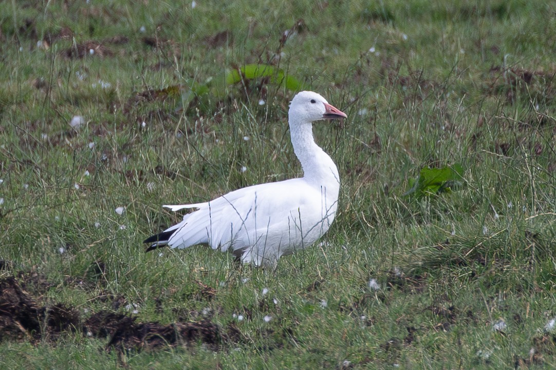 Snow Goose - ML645204269