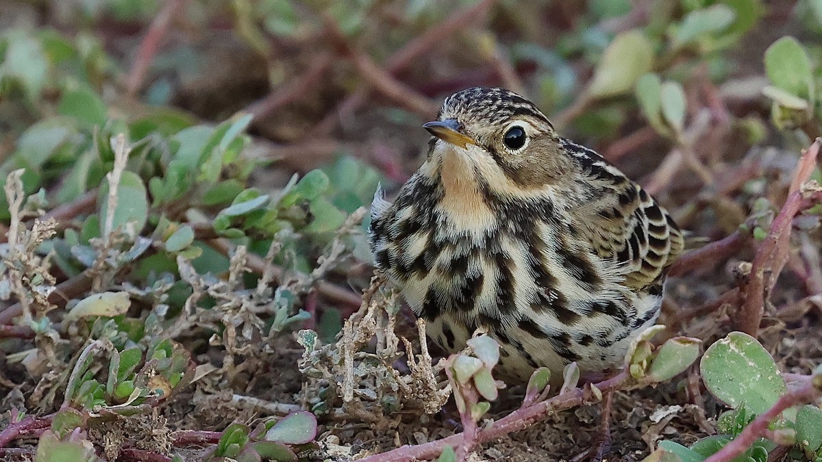 Red-throated Pipit - ML645204270